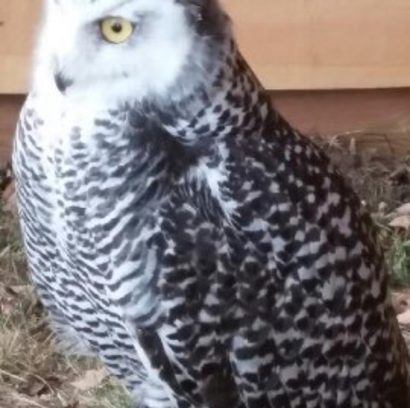 Meet your Posher, Sherie - Picture 1 of 1